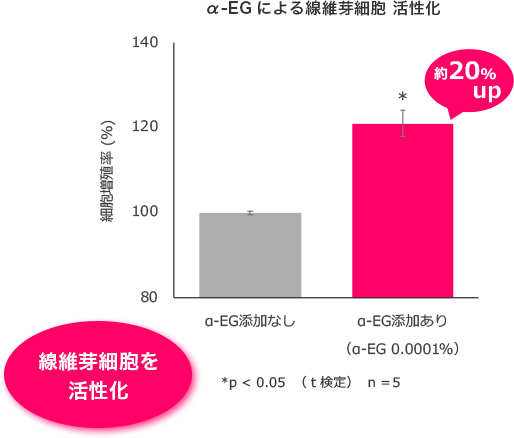 α-EGによる線維芽細胞 活性化