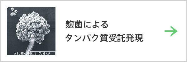 麹菌によるタンパク質受託発現