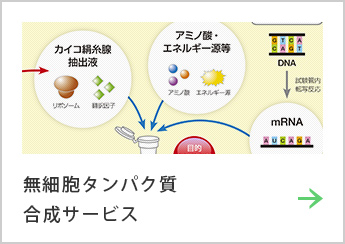 無細胞タンパク質合成サービス